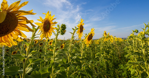 Sunflower Field. Agriculture. Rural Landscape, agricultural land. Farm. Blue Sky and white clouds above yellow Field Sunflower on sunny day. Yellow sunflowers against a blue sky in sun.