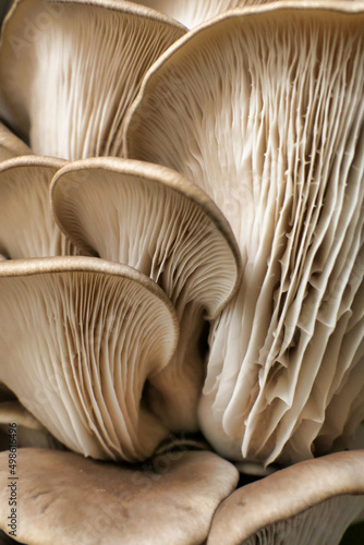 Close up of the gills of Oyster Mushrooms (Pleurotus ostreatus) 