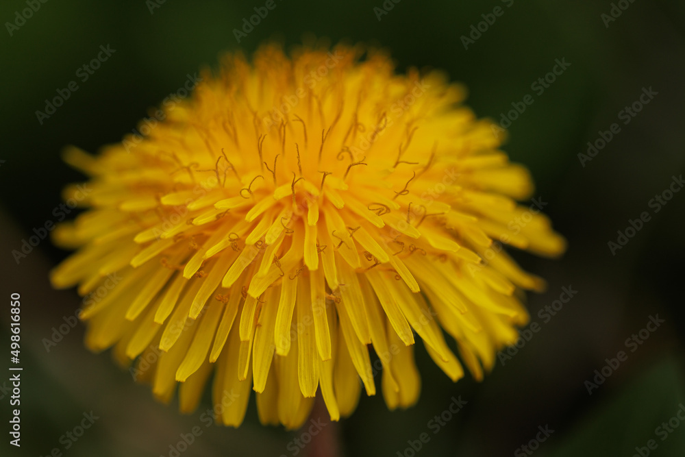 Dandelion yellow spring flower close-up macro Dandelion yellow spring flower close-up macro