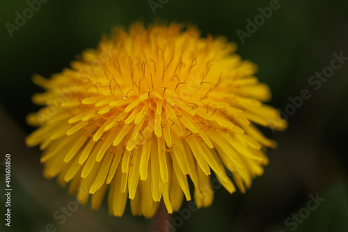 Dandelion yellow spring flower close-up macro