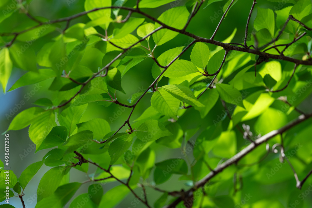 Spring green leaves in sunshine with a shallow depth of field Spring green leaves in sunshine with a shallow depth of field