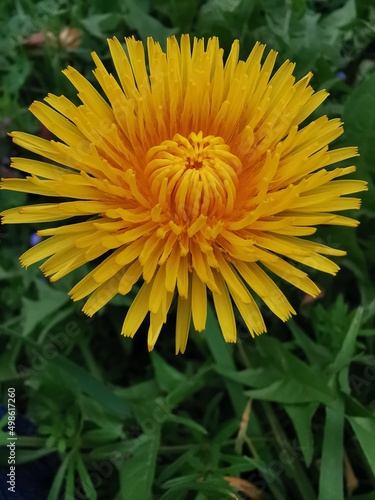 Dandelion yellow spring flower close-up macro