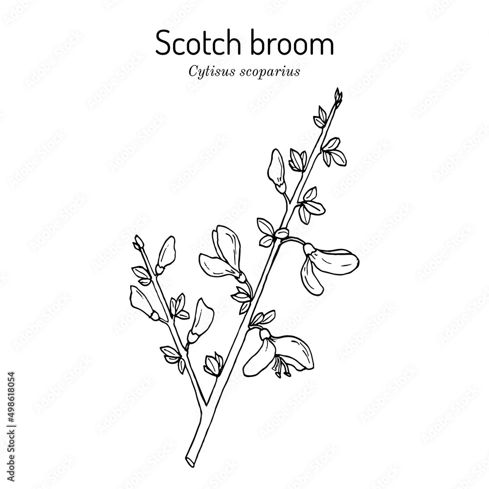 Common or Scotch broom Cytisus scoparius , medicinal and ornamental plant Common or Scotch broom Cytisus scoparius , medicinal and ornamental plant