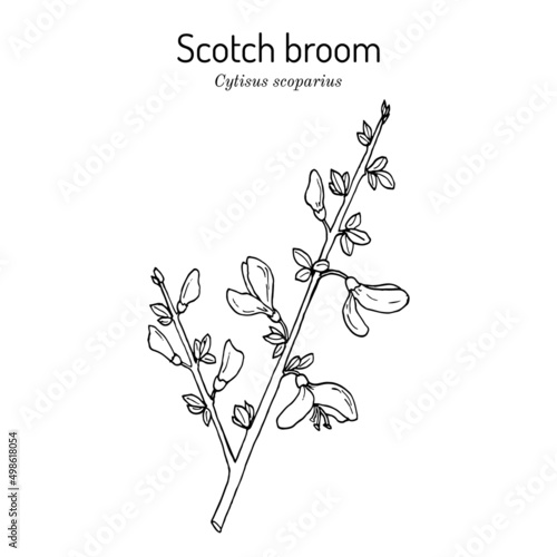 Common or Scotch broom Cytisus scoparius   medicinal and ornamental plant