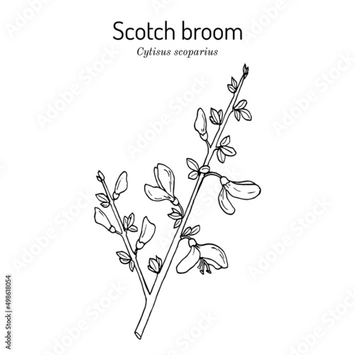 Common or Scotch broom Cytisus scoparius , medicinal and ornamental plant