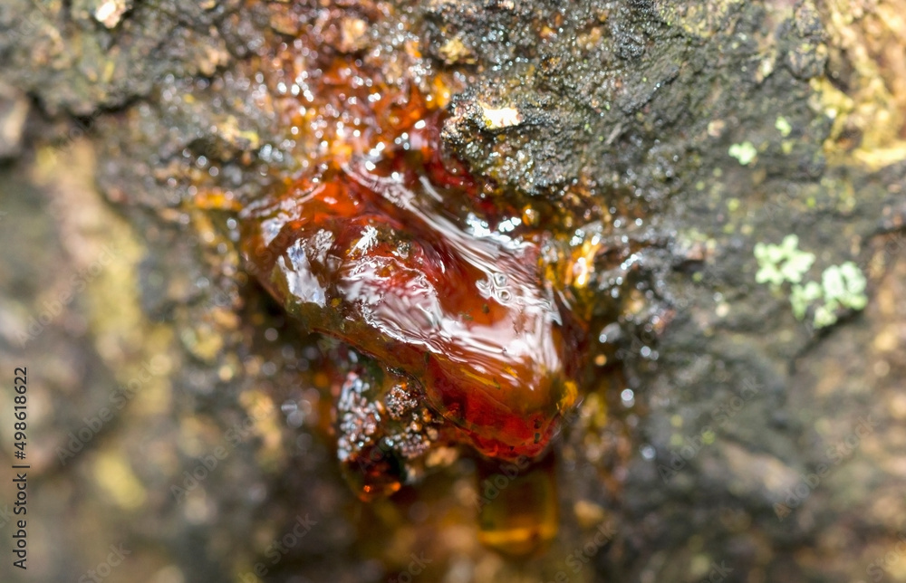 Fototapeta premium Beautiful red resin on apricot tree