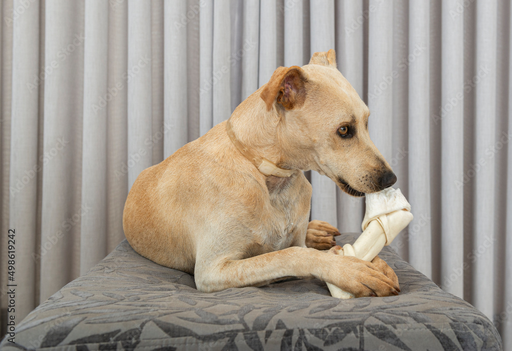 Adorable hungry dog chewing a bone indoors. Adorable hungry dog chewing a bone indoors.
