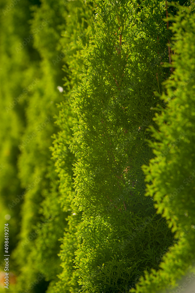 
tender branch of thuja in the sun with defocus on the sides