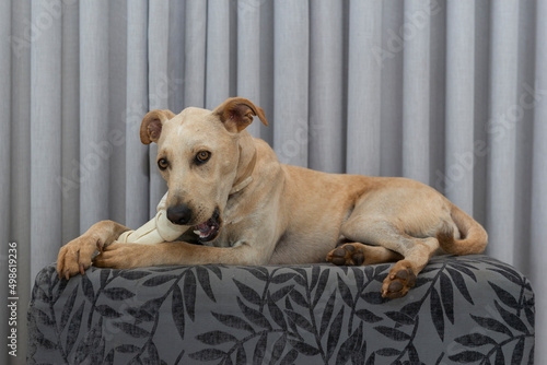 Adorable hungry dog chewing a bone indoors.