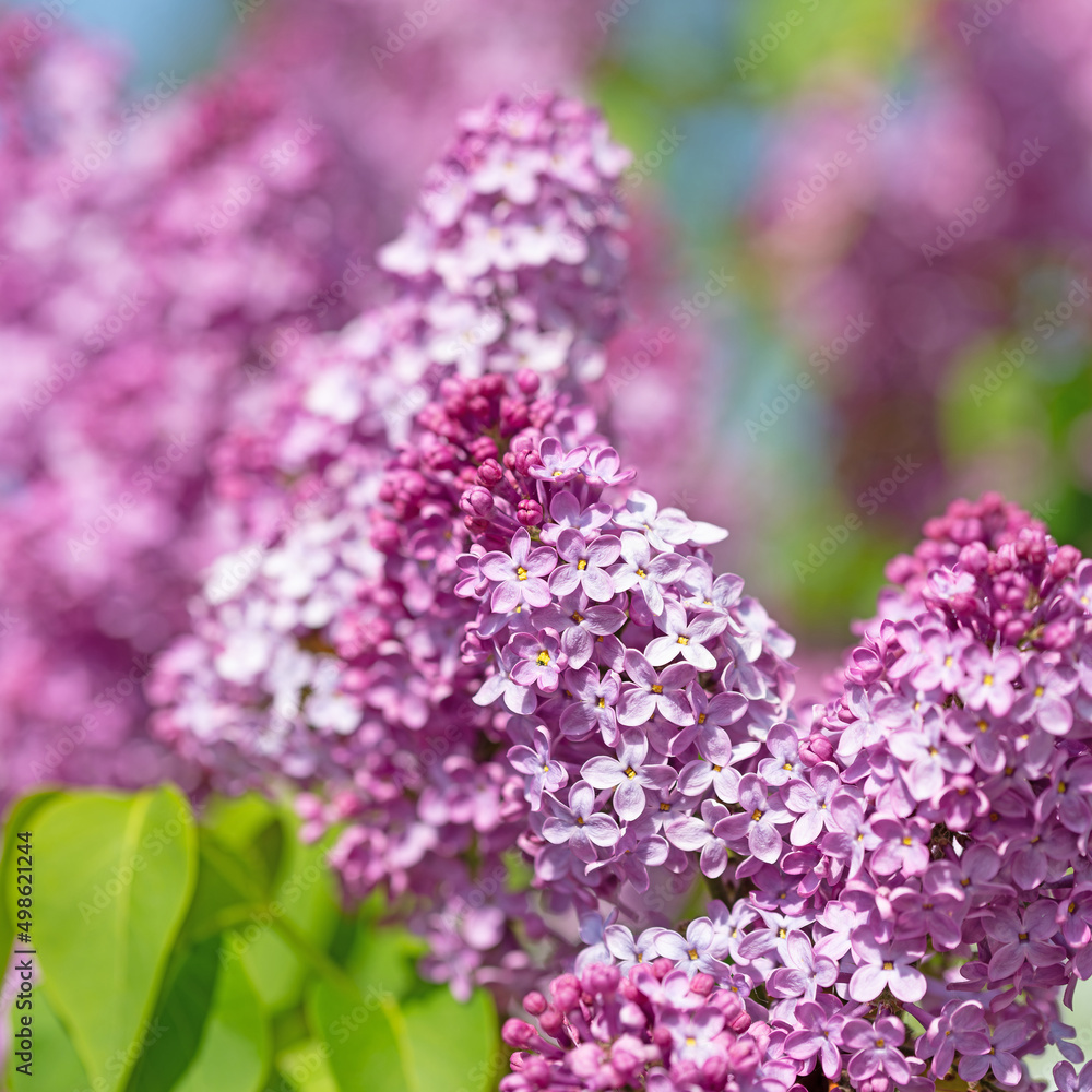 Fototapeta premium Violett blühender Flieder, Syringa