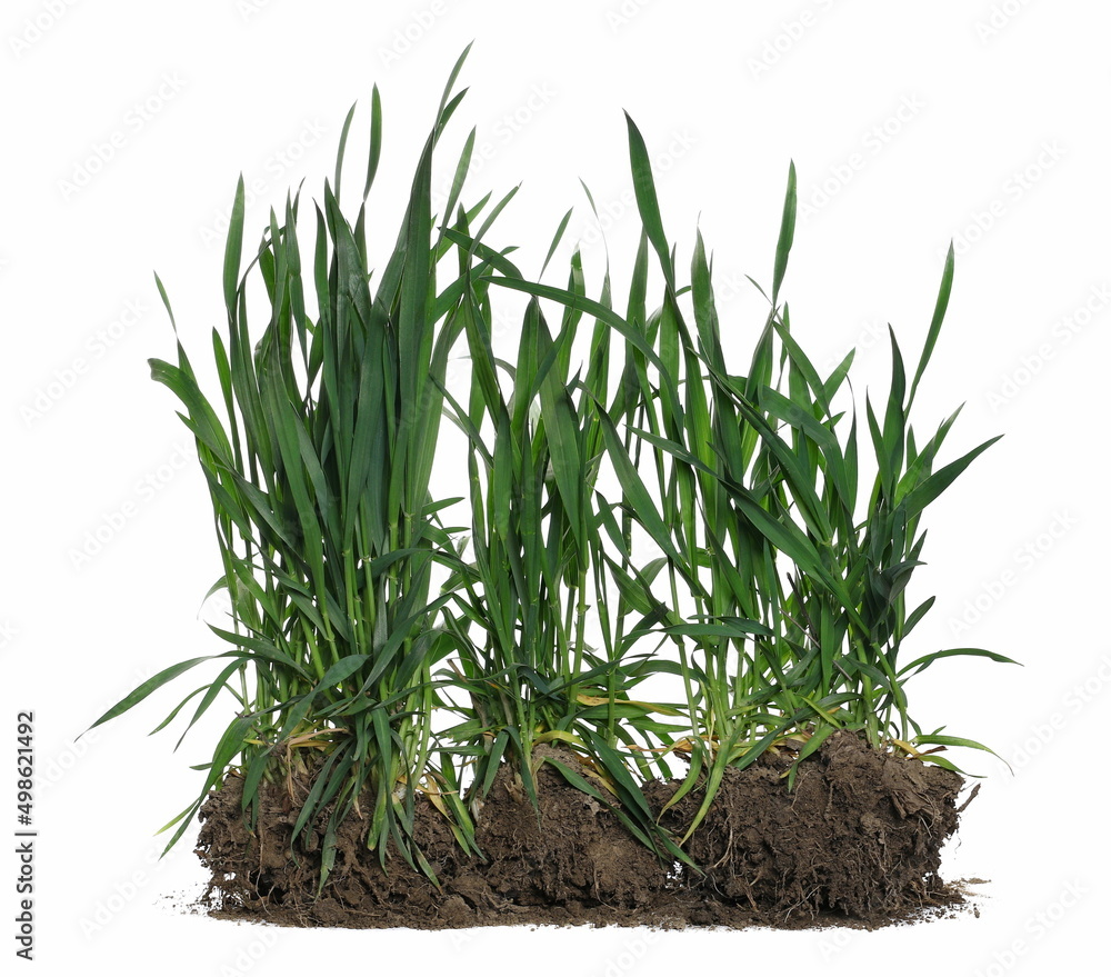 Green spring young wheat with soil isolated on white Green spring young wheat with soil isolated on white