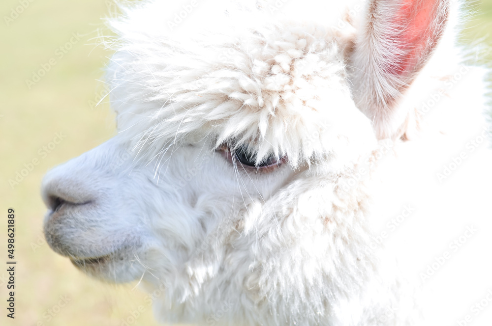 Fototapeta premium white alpaca portrait
