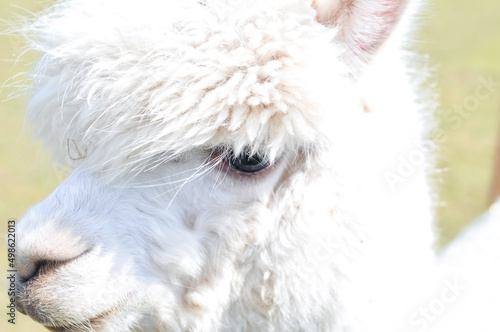 close up of a white alpaca