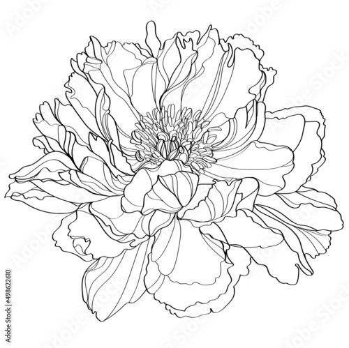 hand drawn sketch of flower