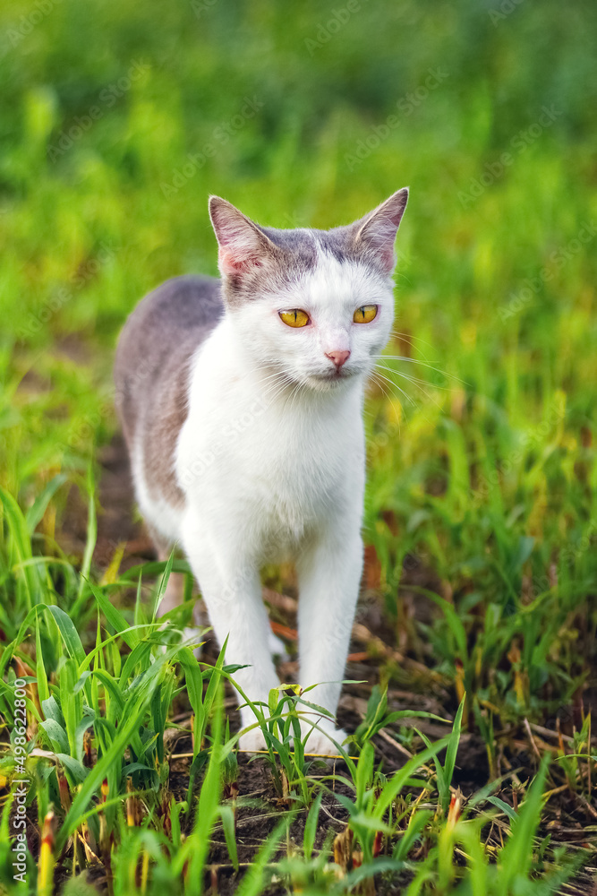 Cat with white and gray fur in the garden among the green grass Cat with white and gray fur in the garden among the green grass