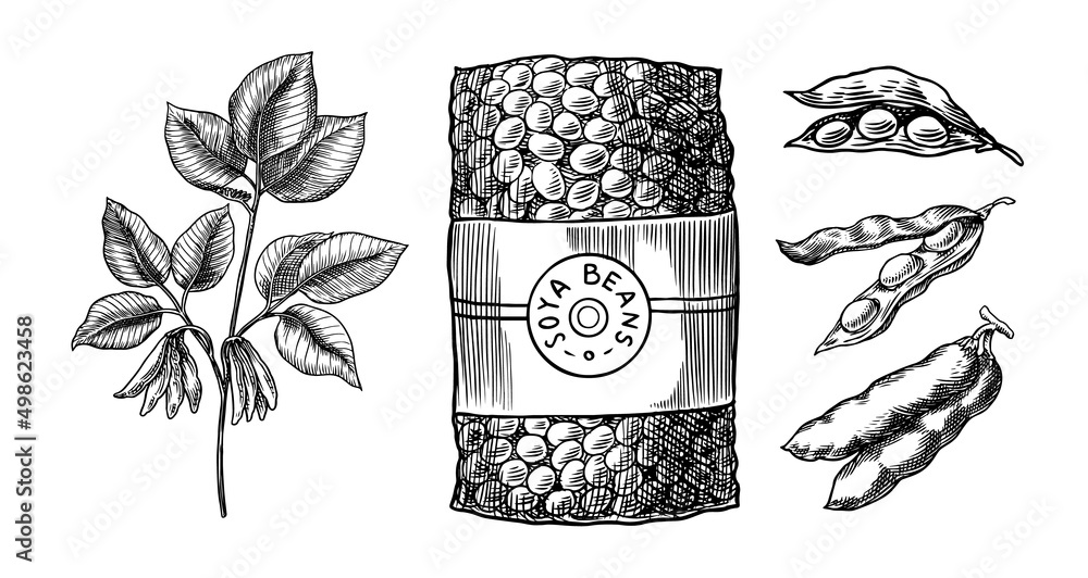 Soil Hands Plant Soy Bean: Over 39 Royalty-Free Licensable Stock  Illustrations & Drawings | Shutterstock