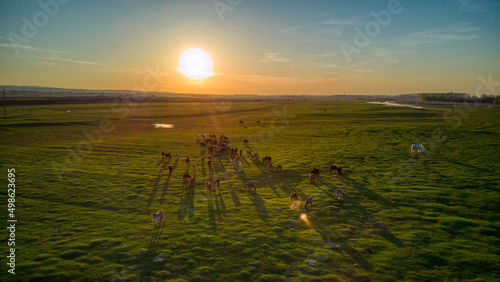 sunrise over the field