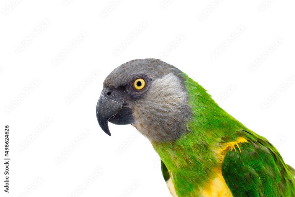 Poicephalus senegalus. Senegal Parrot on white background. Poicephalus senegalus. Senegal Parrot on white background.