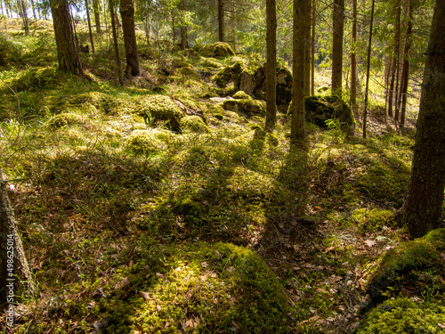 Fototapeta Naklejka Na Ścianę i Meble -  Magical fairytale forest. Coniferous forest covered of green moss. Mystic atmosphere.