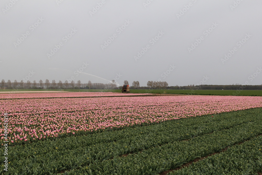 a bulb field with pink tulips and an irrigation reel in holland in spring