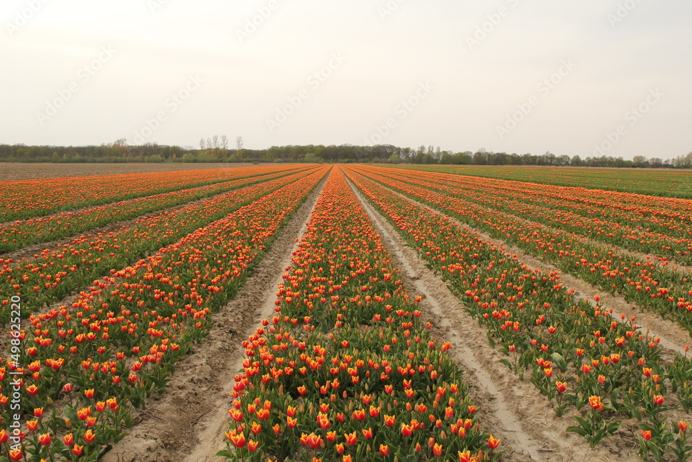 a beautiful bulb field with rows of red yellow tulips in the dutch countryside in springtime