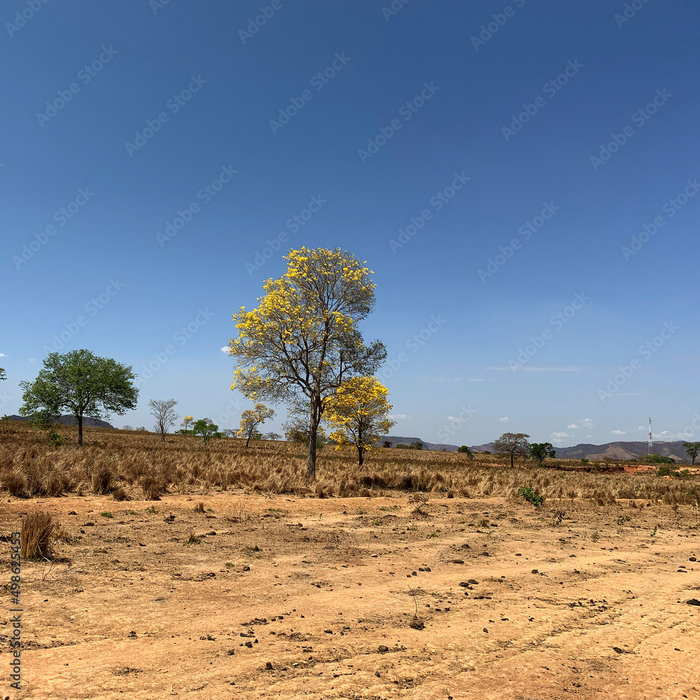 Obraz premium tree in the desert