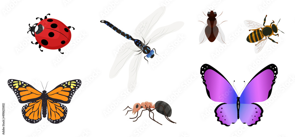 Vector set of insects. butterfly, dragonfly, ant, bee, fly, ladybug. Vector set of insects. butterfly, dragonfly, ant, bee, fly, ladybug.