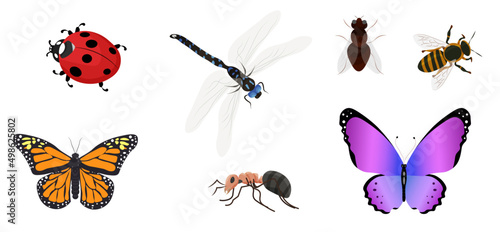 Vector set of insects. butterfly, dragonfly, ant, bee, fly, ladybug. © Olha Ye