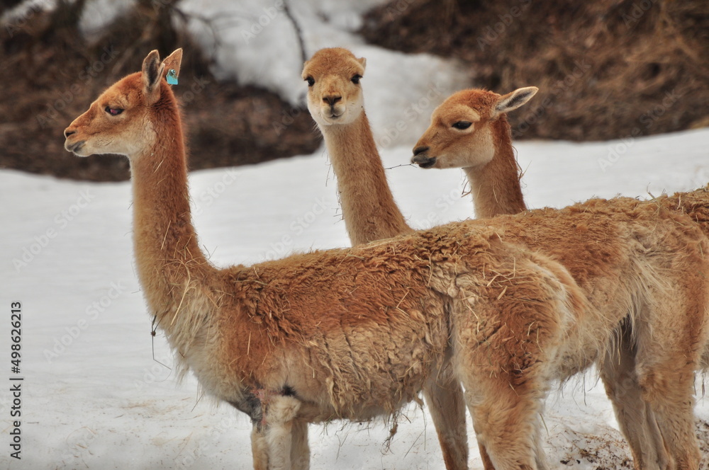 Obraz premium Animals are a traditionally distinguished category of organisms, currently considered as a biological kingdom. Animals are the main object of study of zoology.