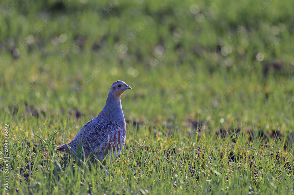 Grey Partridge Perdix perdix. Bird walks on a green field Grey Partridge Perdix perdix. Bird walks on a green field