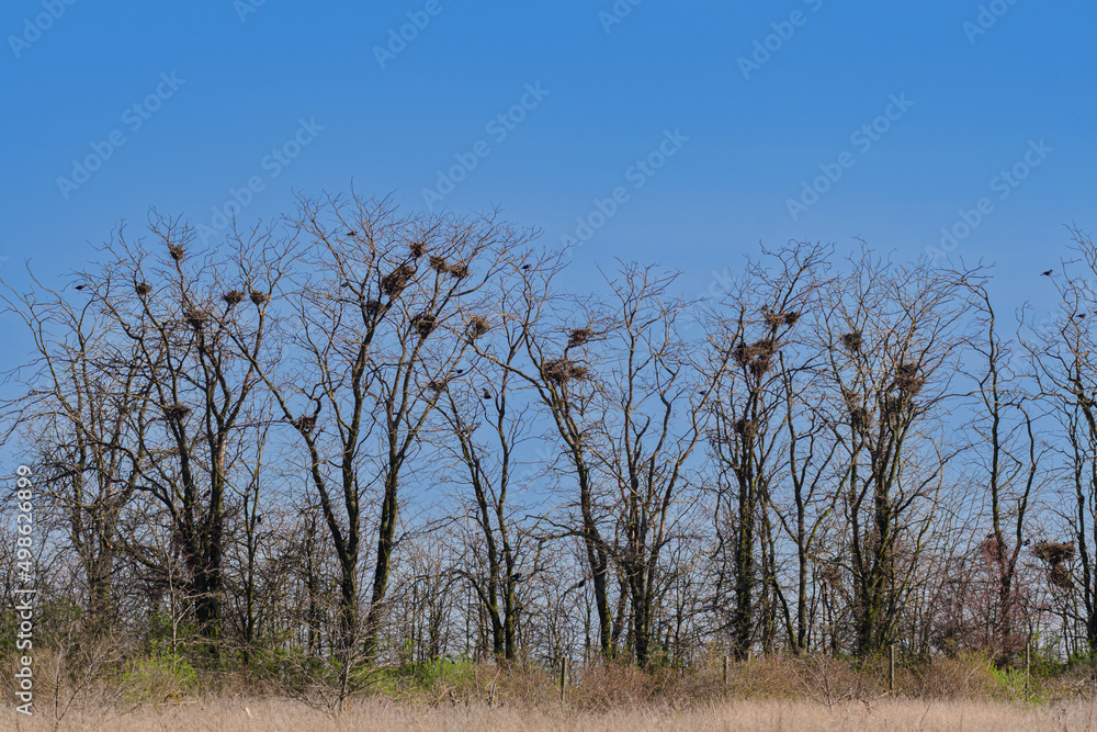 A colony of rooks nesting high on treetops against the sky. Concepts of ornithology A colony of rooks nesting high on treetops against the sky. Concepts of ornithology
