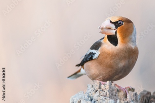 Hawfinch Coccothraustes coccothraustes. A bird sits on a stick