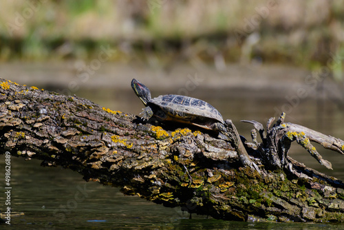 Red Eared Turtle, Trachemys scripta. in the wild
