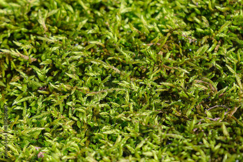 A green moss texture, background. close up.