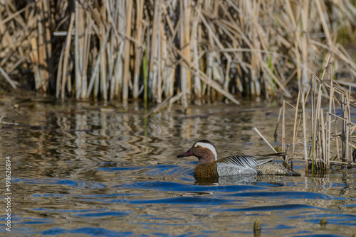 Garganey Spatula querquedula on the water. Waterfowl duck.