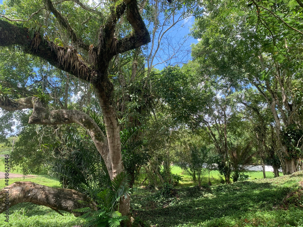 Fototapeta premium tree in the park