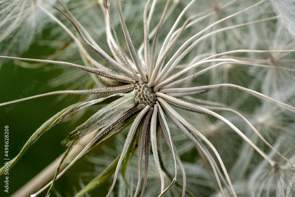 Dandelion seeds close up blowing in green background