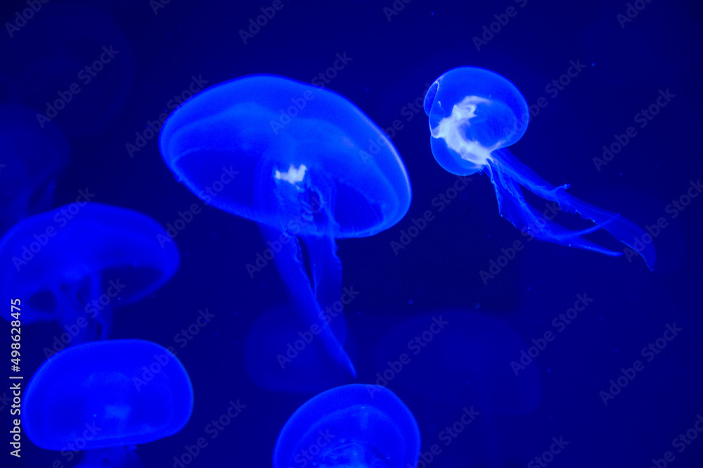 Jellyfish Jellyfish