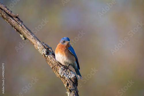 Male bluebird close up with soft colorful background