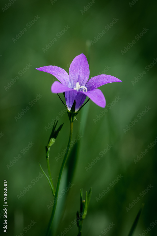 bluebell flower in the garden on green background bluebell flower in the garden on green background