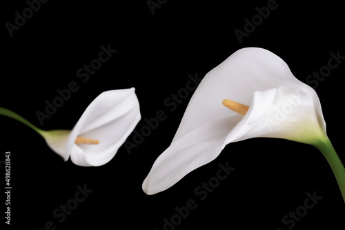 White flower calla lilies on black background with copy space.