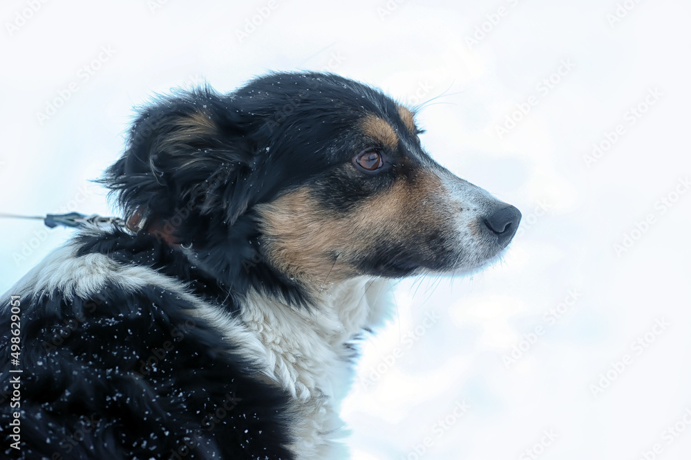 small tricolor mongrel dog in the snow small tricolor mongrel dog in the snow