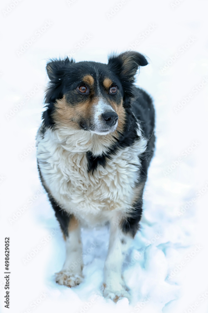 small tricolor mongrel dog in the snow
