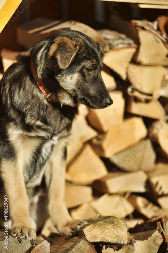 puppy mestizo shepherd dog on wooden background