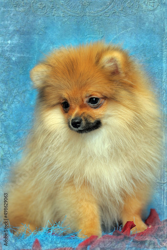 red spitz on a blue background