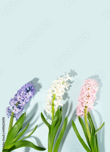 Pink  rose  white  purple  violet hyacinth flowers composition on a sky blue background. Concept of spring postcard  greeting card wedding  birthday  mother s day  women s day. Flatlay  copyspace