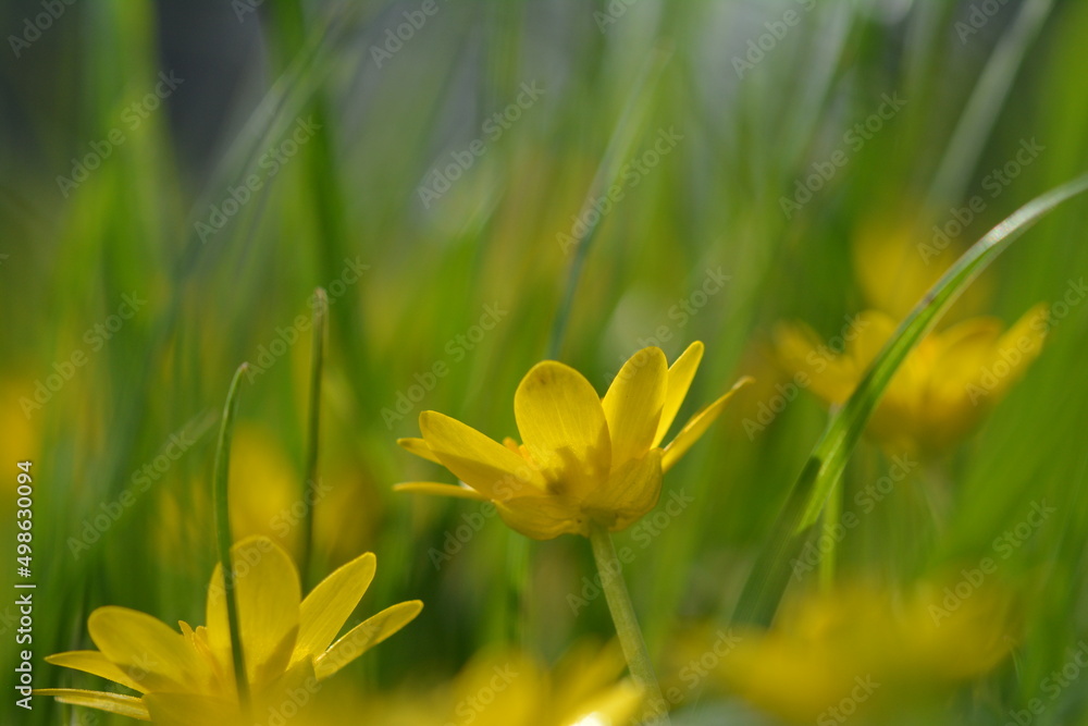 Piękny kolorowy wiosenny kwiat na łące.  - obrazy, fototapety, plakaty 