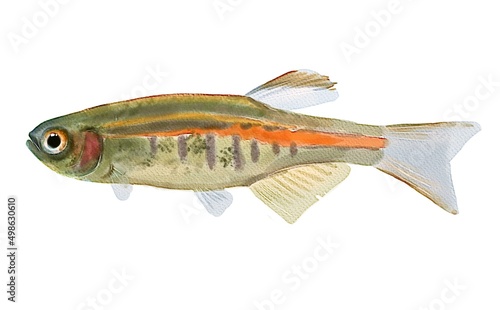 Watercolor drawing of glowlight danio fish on isolated background
