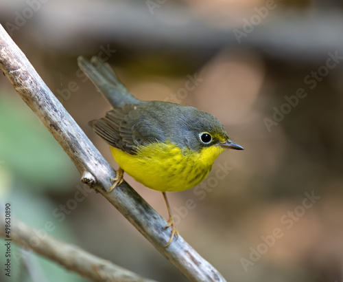 Canada Warbler during fall migration.