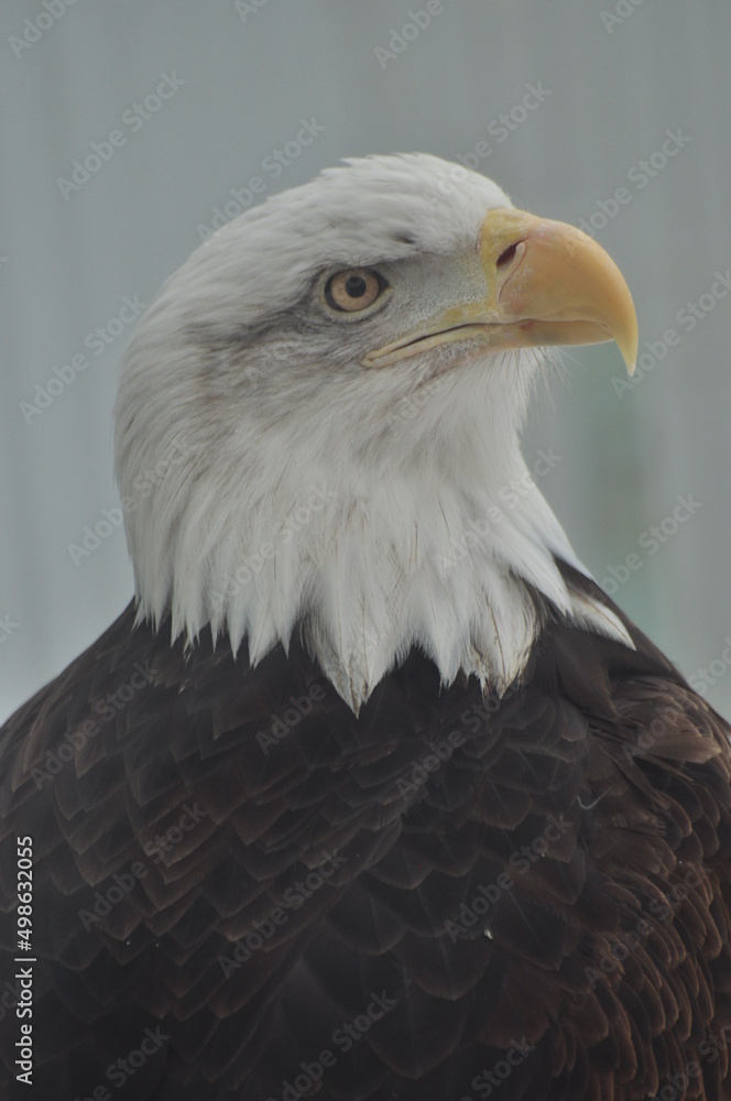 Fototapeta premium Animals - traditionally (since Aristotle) distinguished category of organisms, currently considered as a biological kingdom. Animals are the main object of study of zoology.